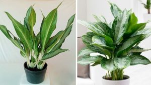 Cây Giữ Tiền: Ý Nghĩa Phong Thủy Và Cách Chăm Sóc Thu Hút Tài Lộc