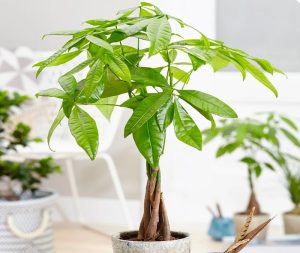 Cây Phong Thủy: Top 9 Loại Cây Thu Hút Tài Lộc Và May Mắn 2025
