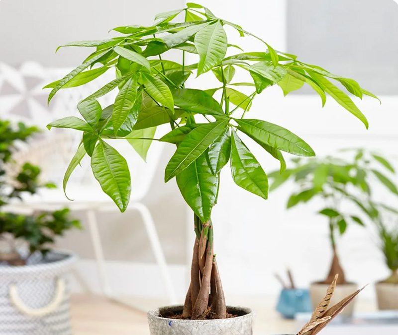 Cây phong thủy mang lại sinh khí và vẻ đẹp tự nhiên cho không gian sống.