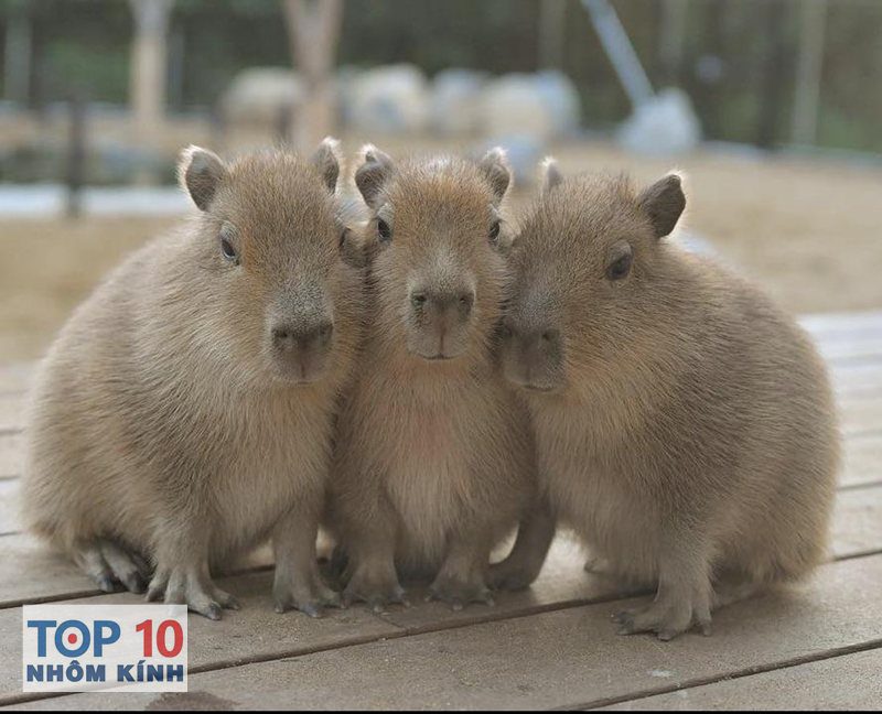 capybara là gì - Mối đe doạ và biện pháp bảo vệ